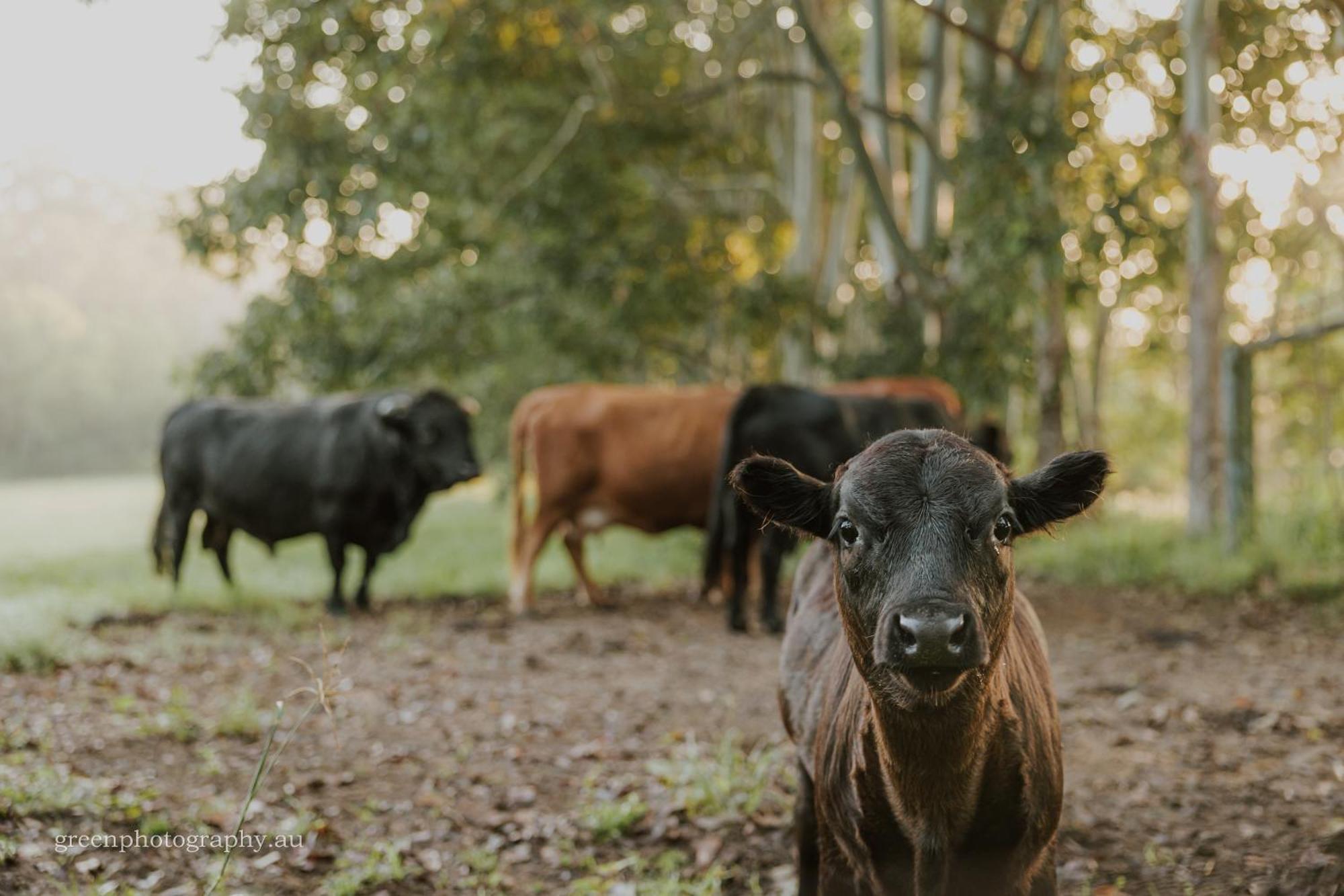 Blackwattle Farm Beerwah Bagian luar foto