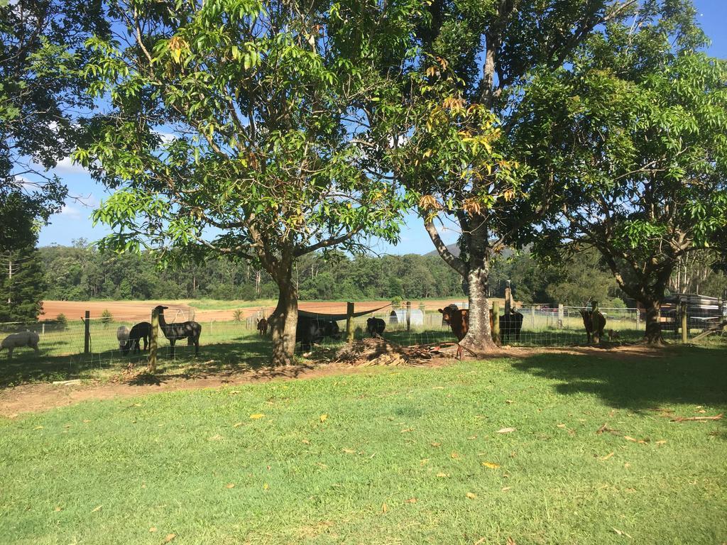 Blackwattle Farm Beerwah Bagian luar foto